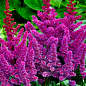Астильба "Purpurkerze" 1шт