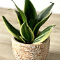 LMTD Сансевієрія "Jade Pagoda" висота рослини 15-25см