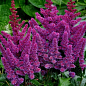 Астильба "Amethyst"  купить