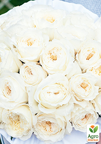 Троянда кущова "Вайт Піано" (WHITE PIANO) (саджанець класу АА +) вищий сорт - фото 2