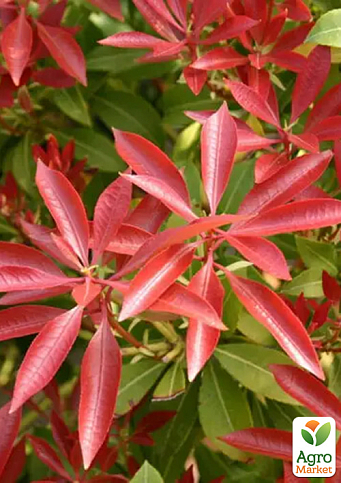 Пиерис японский 2-х летний "Red Mill" вазон С1.5 - фото 2