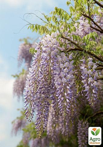 Глициния голубая “Прематура” (Prematura)