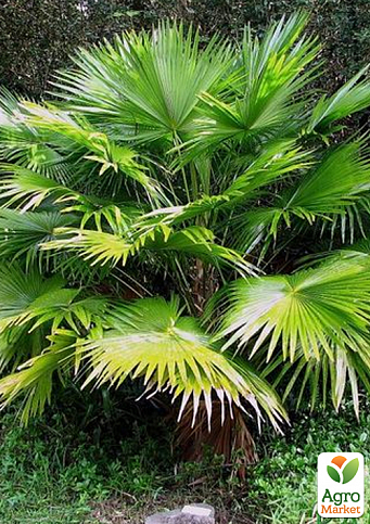 LMTD Пальма "Livistona Rotundifolia" висота 35-45см - фото 3