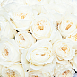 Троянда кущова "Вайт Піано" (WHITE PIANO) (саджанець класу АА +) вищий сорт купить