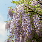 Глициния голубая “Прематура” (Prematura)