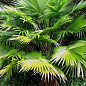 LMTD Пальма "Livistona Rotundifolia" высота 35-45см цена
