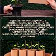 Сирень 2-х летняя белая махровая "Princesse Clementine", С1.5 цена