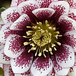 Морозник махровый (Helleborus) "Double Ellen Spotted White"