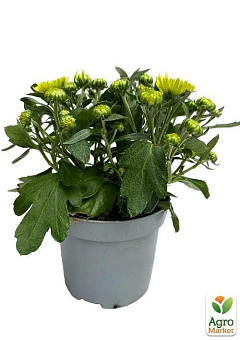 Хризантема "Classic Green" (Нідерланди)10