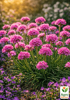 Армерия приморская "Rosea" (Armeria maritima "Rosea") (Корневище) 1 саженец в упаковке 
