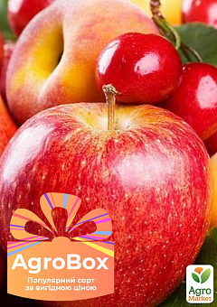 Эксклюзив! AGROBOX с высокоурожайным плодовым деревом11