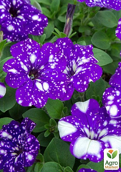 Петунія ампельна "Special Blue Splash" (контейнер №10, висота 10-15см)19