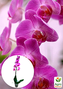 Орхидея (Phalaenopsis) "Lilac"4