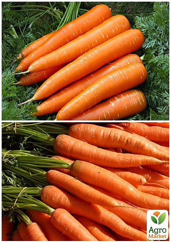 На развес Морковь "Чудо рынка" ТМ "Весна" цена за 15г - фото 3