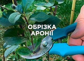 Як обрізати аронію: правила догляду та омолодження | Agro-market