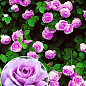 Троянда плетиста "Indigoletta" (саджанець класу АА +) вищий сорт