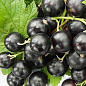 Смородина черная "Гоферт" укорененная в контейнере (ранний срок созревания)