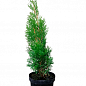 Туя западная "Smaragd" (Thuja occidentalis Smaragd) С2, высота 30-40 см купить
