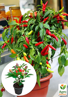 Перець кімнатний "Tabasco" гострий (їстівний, декоративний)  1 саджанець в упаковці (кімнатний)