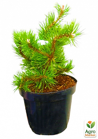 Сосна гірська "Мопс Голд Ауреа" (Pinus mugo "Mops Gold Aurea") С2, висота 20-40см - фото 2