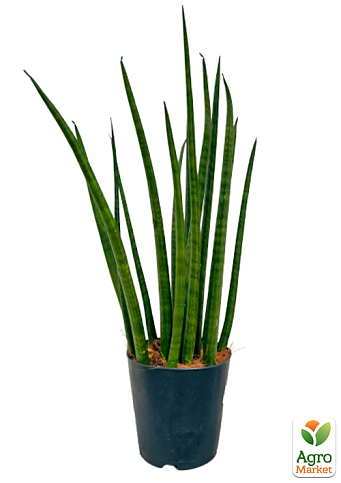 LMTD Сансевієрія "Сylindrica" висота рослини 40-50см - фото 2