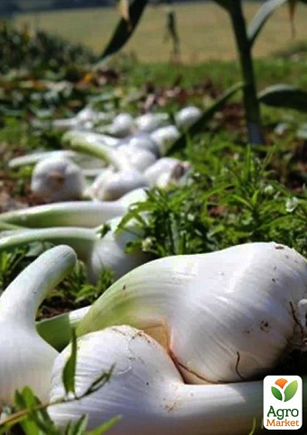 Эксклюзив! Луко-чеснок  "Царская Корона" (Tsar`s crown) (премиальный крупный сорт, воздушные семена) 