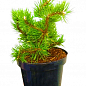 Сосна горная "Мопс Голд Ауреа" (Pinus mugo "Mops Gold Aurea") С2, высота 20-40см купить