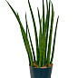 LMTD Сансевієрія "Сylindrica" висота рослини 40-50см купить
