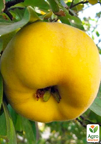 Эксклюзив! Айва яблоковидная ярко-желтая "Золотинка" (Zolotinka) (премиальный гладкокожий сорт, сочный вкус)