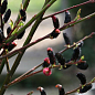 Ива тонкостолбиковая черная "Меланостахис" (Salix gracilistyla "Melanostachys")