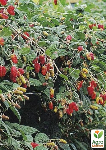 Малина (In vitro) "Przehyba" укорененная в контейнере (ультраранняя, крупноягодная, сладкая) - фото 7