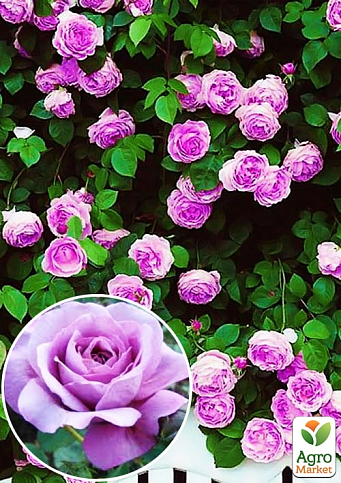Роза плетистая "Indigoletta" (саженец класса АА+) высший сорт