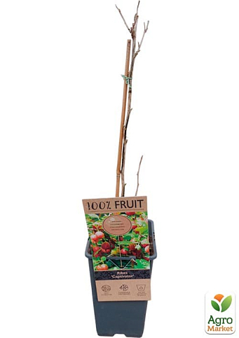 LMTD Крыжовник "Captivator" (сортовой, укорененный) высота 50-70см - фото 2
