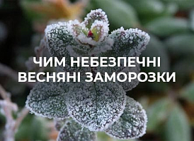 Які рослини бояться весняних заморозків і як їх захистити | Agro-market