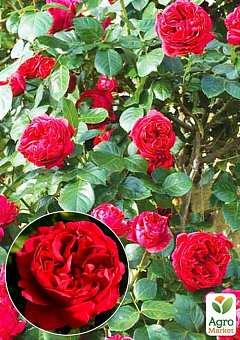 Роза в контейнере английская плетистая "Red Eden Rose" (саженец класса АА+)2