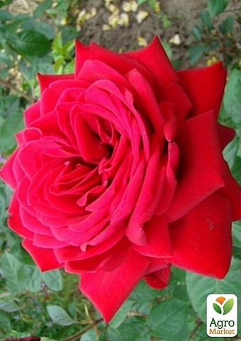 Роза чайно-гібридна "Red Star"