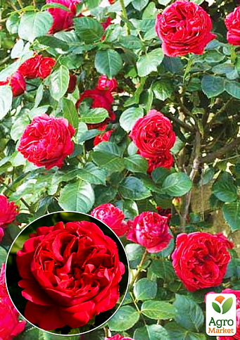 Троянда в контейнері англійська плетиста "Red Eden Rose" (саджанець класу АА+) - фото 3