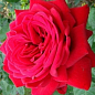 Роза чайно-гибридная "Red Star"