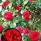 Роза в контейнере английская плетистая "Red Eden Rose" (саженец класса АА+) цена
