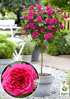 Эксклюзив! Роза штамбовая насыщенно-розовая "Фиеста" (Fiesta) (саженец класса АА+, премиальный долгоцветущий сорт)2