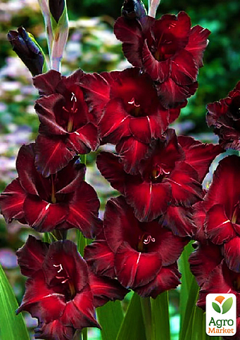 Гладиолус "Pescara" 3шт