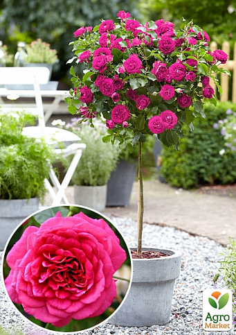 Ексклюзив! Троянда штамбова насичено-рожева "Фієста" (Fiesta) (саджанець класу АА +, преміальний довгоквітучі сорт)