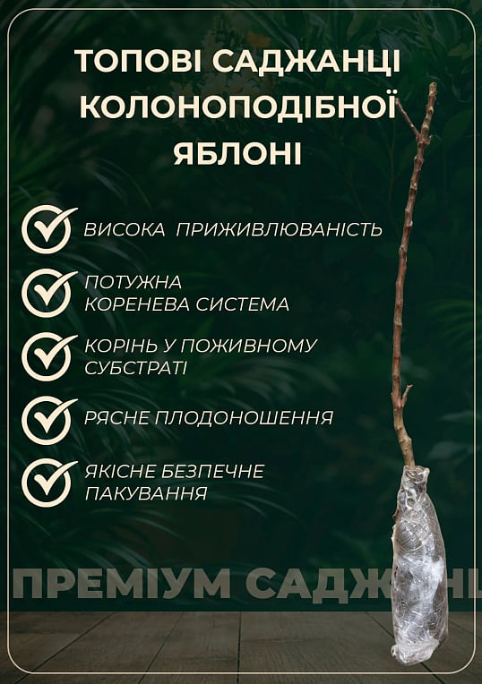 Яблуня колоновидна красномясая "Maypole" (декоративний сорт, високі смакові якості плодів, середній термін дозрівання)