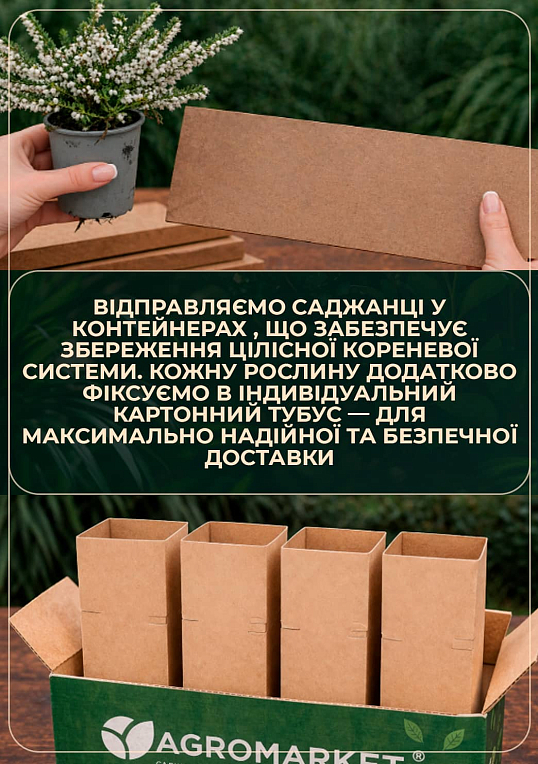 Эрика травянистая "Изабель" (Isabell) P11 - фото 6