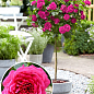 Ексклюзив! Троянда штамбова насичено-рожева "Фієста" (Fiesta) (саджанець класу АА +, преміальний довгоквітучі сорт)