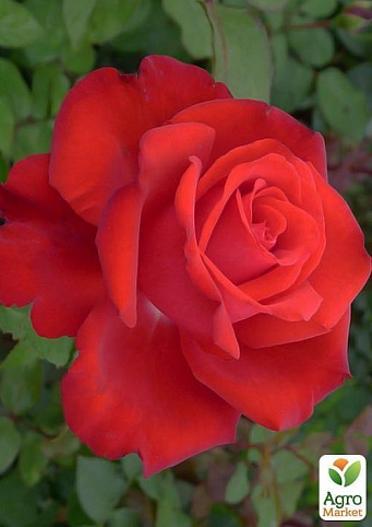 Роза чайно-гібридна "Red Berlin"