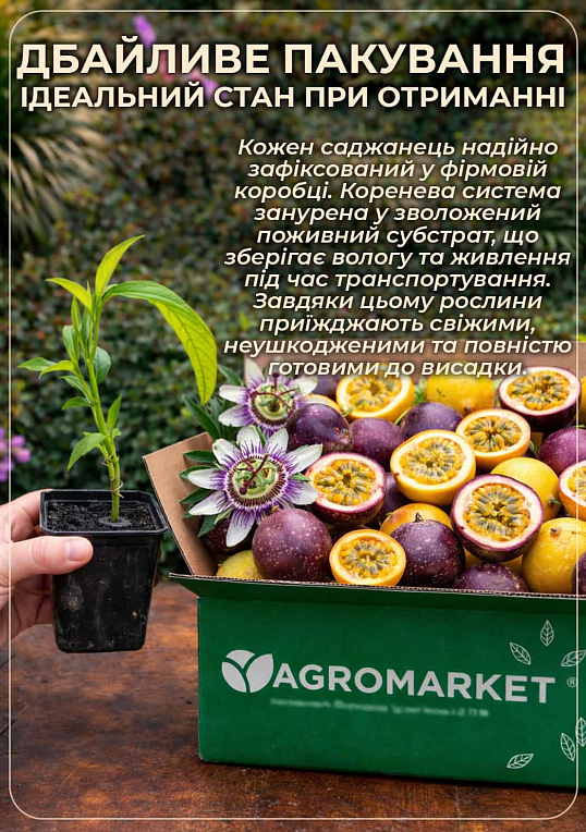 Пассифлора голубая cъедобная "Кавалерийская звезда" - фото 5