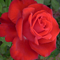 Роза чайно-гибридная "Red Berlin"