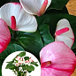 Антуриум (Anthurium) "Pr Am Elegans"