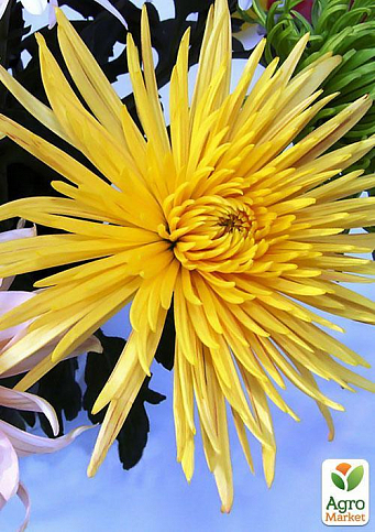 Хризантема букетна зрізувальна "Anastasia Yellow"